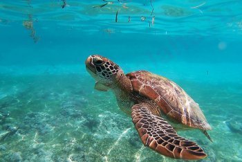плавание с морскими черепахами на Барбадосе