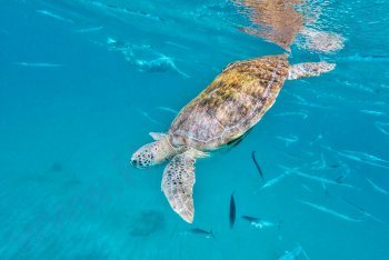 Барбадос купание с морскими черепахами