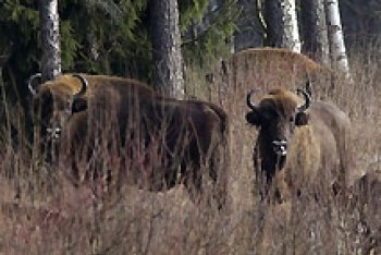 зубры, Беларусь зубры