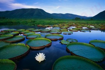 Амазония путешествие (Бразилия)