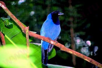 Фос-ду-Игуасу отдых (Бразилия), Фос-ду-Игуасу туры