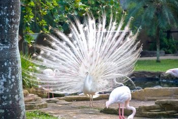 Фос-ду-Игуасу (Бразилия)