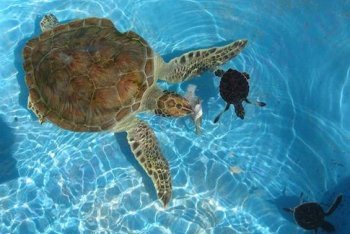 морские черепахи на острове Кайо-Гильермо