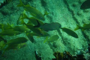 Кайо-Гильермо дайвинг, Кайо-Гильермо снорклинг