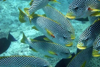 Кайо-Санта-Мария снорклинг