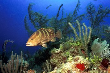 подводный мир Кайо-Санта-Мария