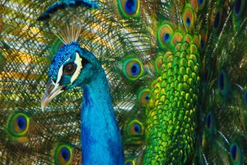природа Доминиканы - павлин