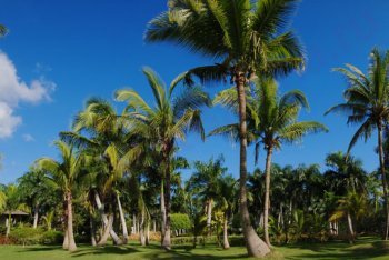 фотографии Доминиканы