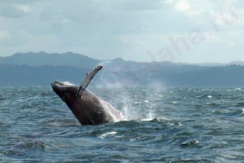 Самана путешествие (Доминикана)