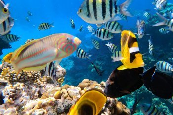 снорклинг, Египет снорклинг Красное море, ныряние с маской и трубкой в Египте