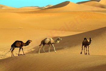 верблюды, Египет верблюды, египетские верблюды