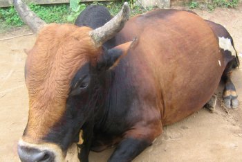 Индия, путёвки в Индию