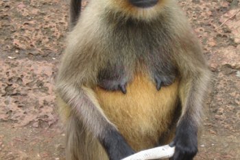 Индия, обезьяна