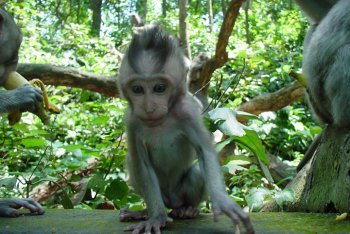 обезьяны в Индии