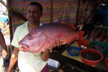 туризм Кочин (Индия)