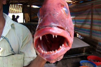 фото Кочин, фотографии Кочин (Индия)