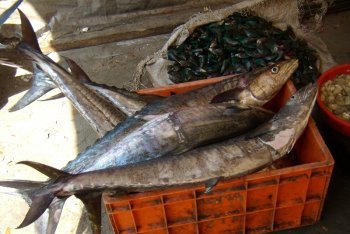 Кочин туры, Кочин отдых (Индия)