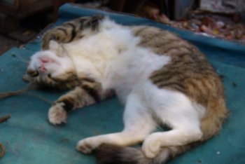 Кочин путёвки (Индия)