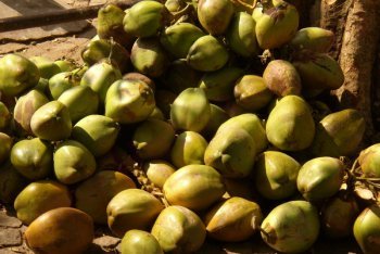 Кочин туры (Индия)