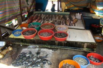 Кочин путёвки (Индия)