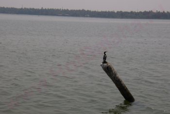 Керала фото (Индия)