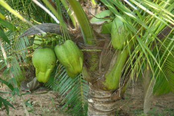 Ковалам путёвки (Индия)