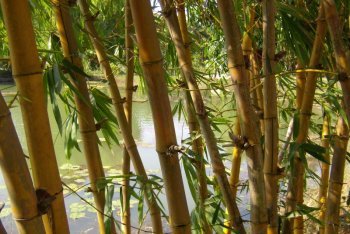 Ковалам отпуск (Индия)