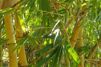 Ковалам фото (Индия)