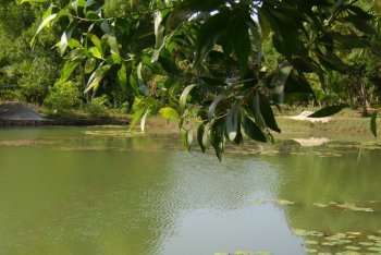 Ковалам фотографии (Индия)