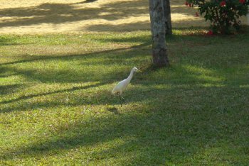 Ковалам отдых (Индия)