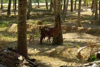 Тривандрум туры, Тривандрум отдых (Индия)