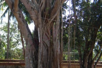 Тривандрум туры