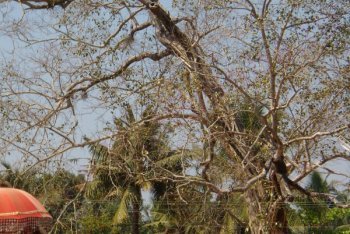 отдых в Тривандруме (Индия)