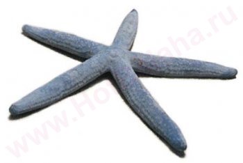 Ямайка путешествие