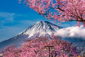 Фудзияма, сакура, гора Фудзияма Япония, цветущая сакура, вулкан Фудзияма