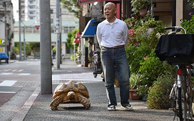 Японец выгуливает гигантскую черепаху, японец гуляет по улицам Токио с огромной черепахой