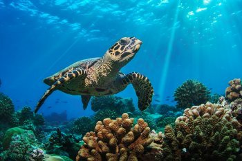 морская черепаха, Мальдивы морская черепаха