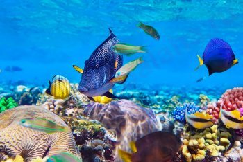 снорклинг на Мальдивах