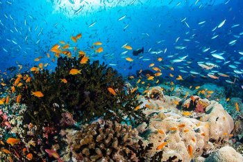 снорклинг на Мальдивских островах, подводный мир Мальдив