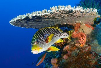 дайвинг на Мальдивских островах, плавание с аквалангом на Мальдивах