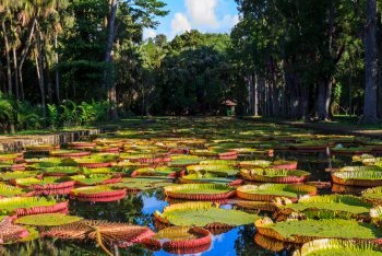 Гигантские водные лилии Маврикий, Виктория амазонская Маврикий, ботанический сад Памплемус, Маврикий