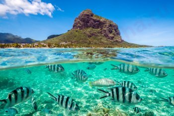 подводный мир Маврикия, плавание под водой Маврикий