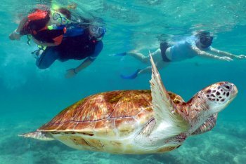 снорклинг с черепахами на Маврикии, подводное плавание Маврикий