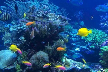 снорклинг на Маврикии, плавание с маской и трубкой Маврикий