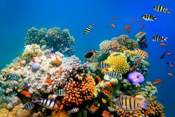 дайвинг на Маврикии, плавание с аквалангом Маврикий