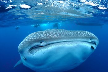 Канкун отдых (Мексика)