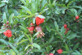 туры в Черногорию