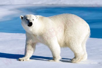 белый медведь, путешествия Россия, полярные туры в России