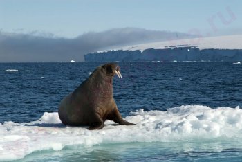 морж, туризм Россия, арктические туры в России
