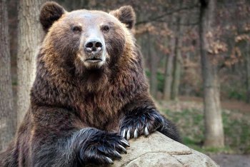 медведь, Россия бурый медведь